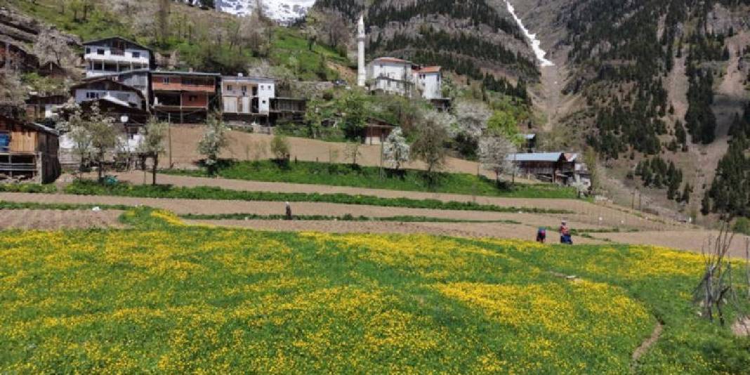 1453 rakımda imece usulü tarım yapıyorlar! 25 hektar insan gücüyle işleniyor 2